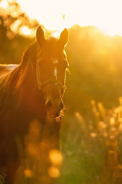 Pferd bei Sonnenuntergang