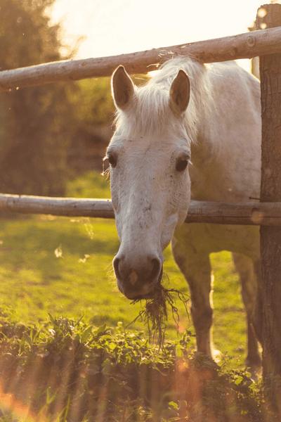 Weißes Pferd neugierig